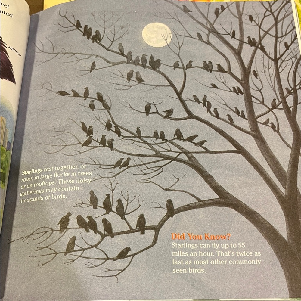 Bird and Rainforest Book Set - Picture 7 of 15